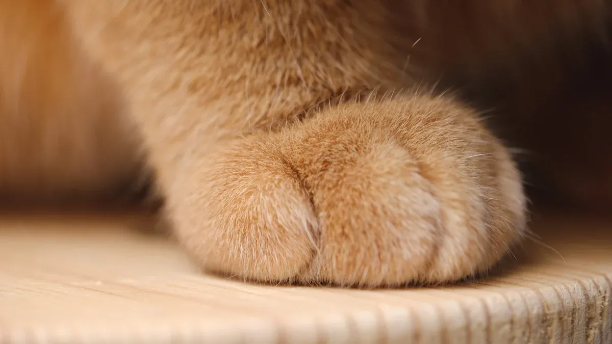 Safety Checks: Paw and Skin Inspection Routine