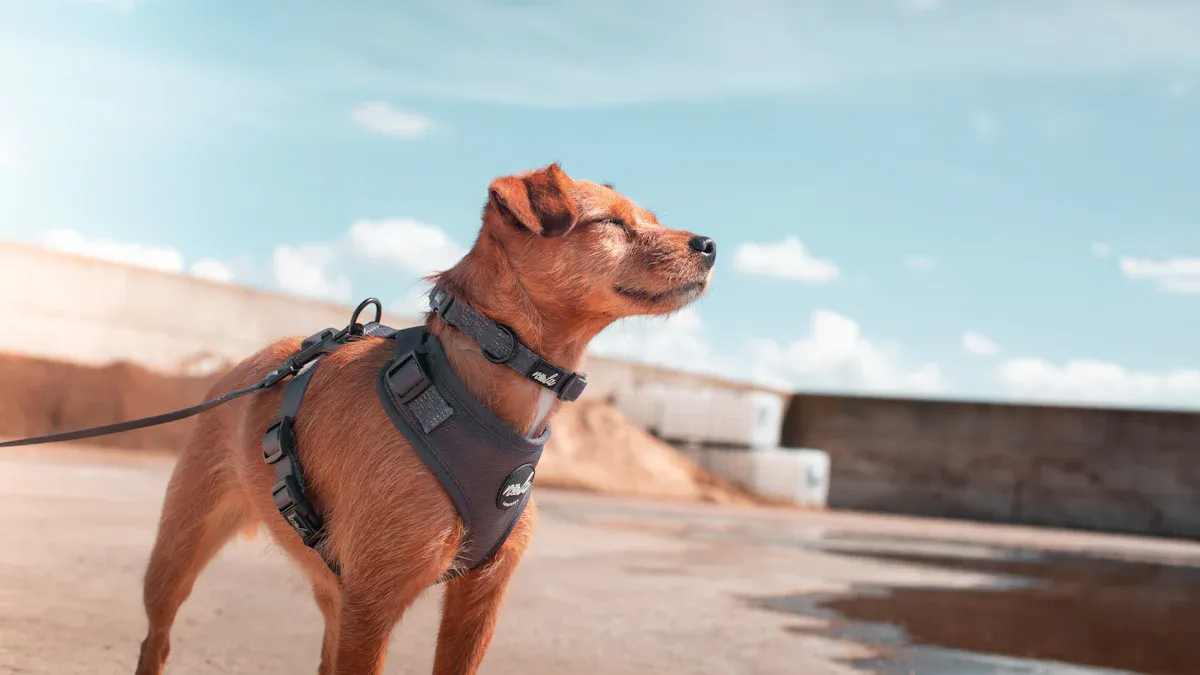 Fit Test at Home: Comfort and Movement Checks