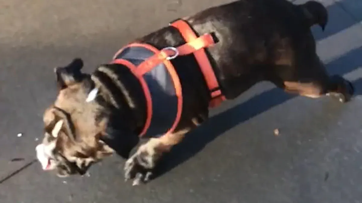 Step-by-step: climb the stairs with support harness