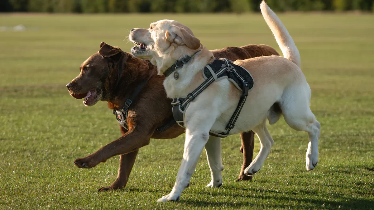 Finding the Right Brace for Your Dog