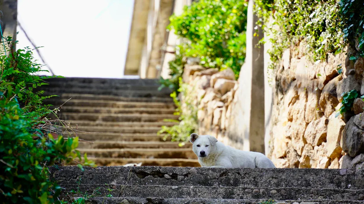 Ramps and steps: reducing joint strain