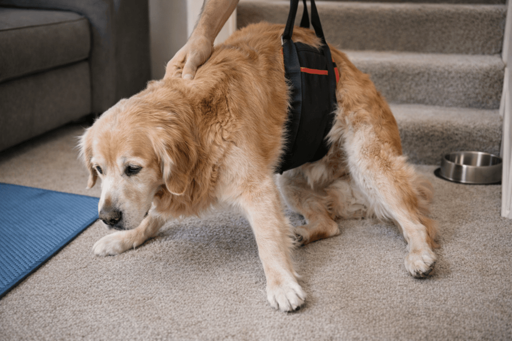 Dog with hind leg weakness receiving calm support at home