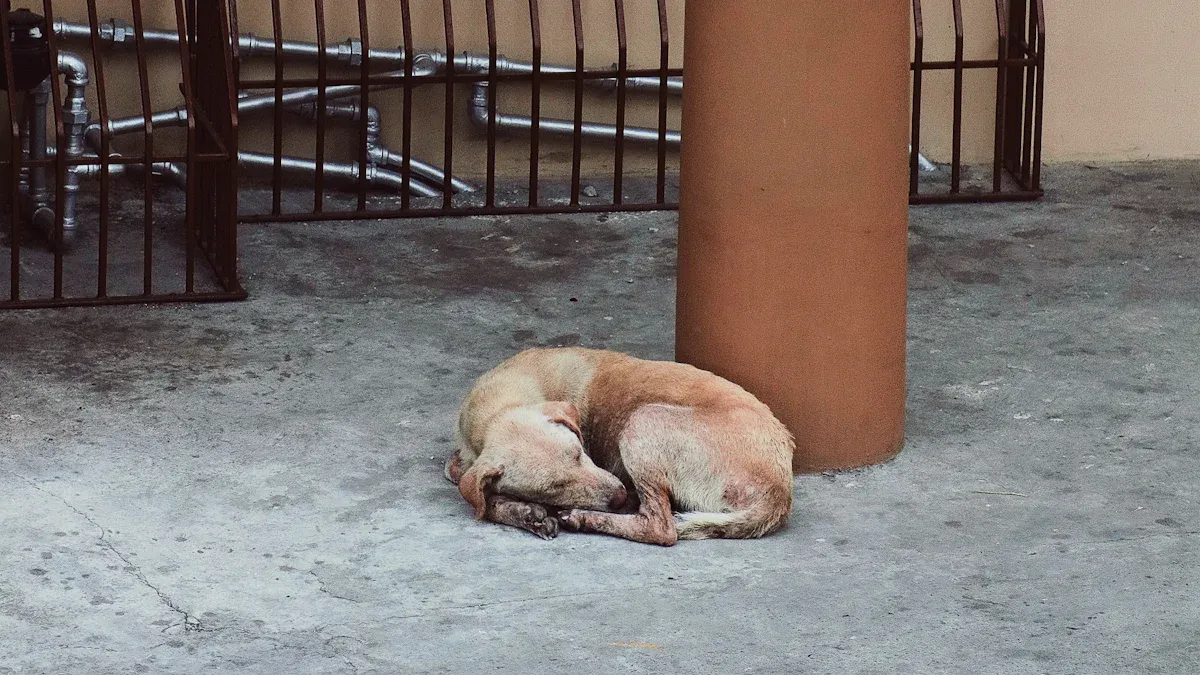Paw Dragging Signs in Dogs