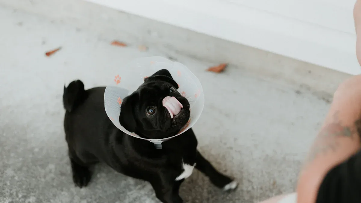 Wound and Lick Protection