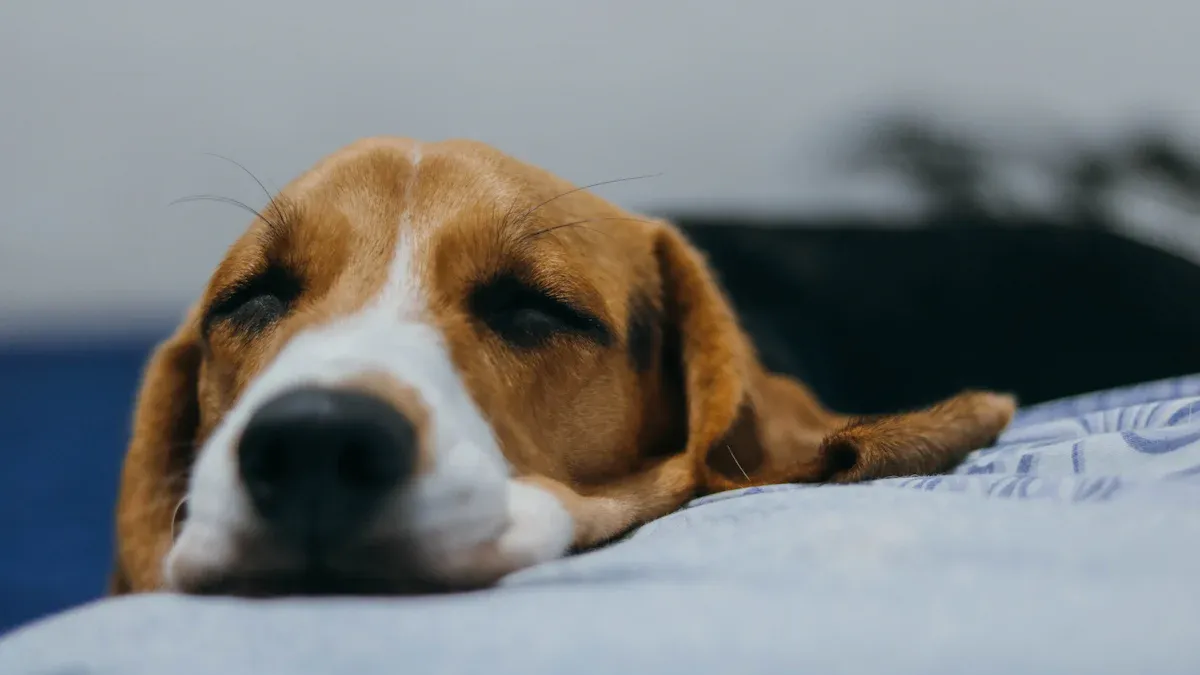 Night routine: keep your dog from licking stitches