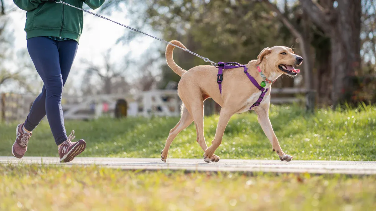 Safe lifting and harness use for IVDD dogs