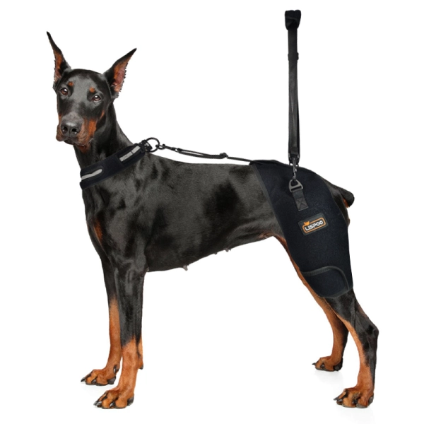 Hip Dysplasia Brace for Dobermans