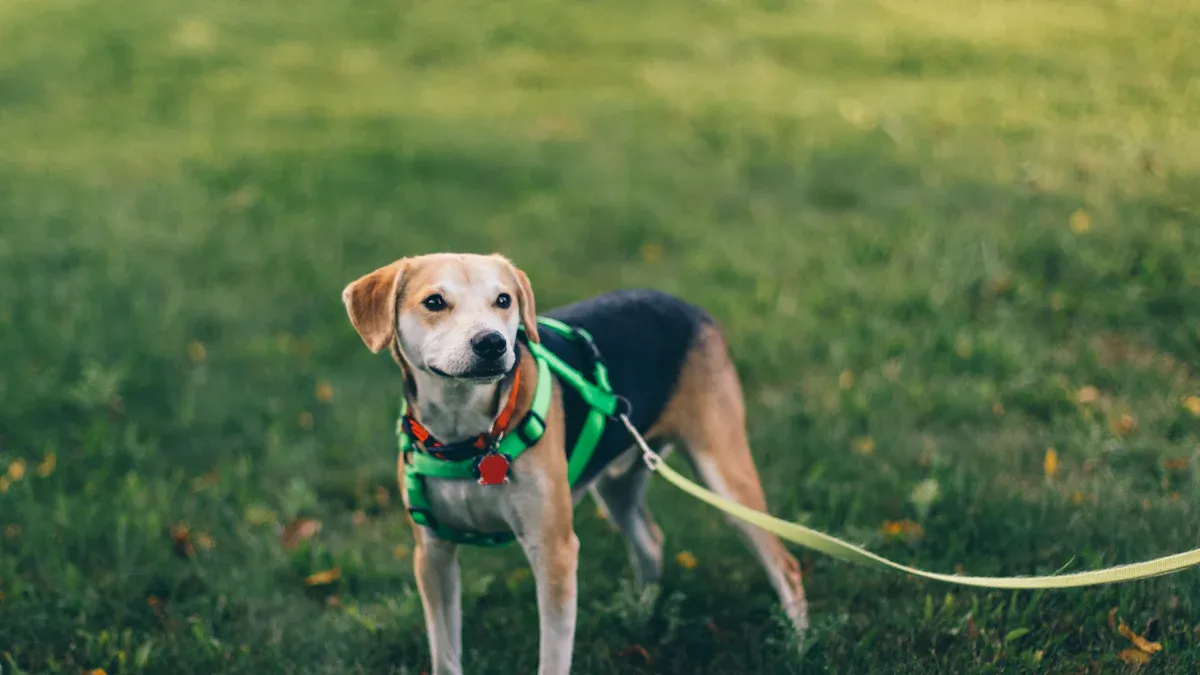 Evaluating Fit and Sizing