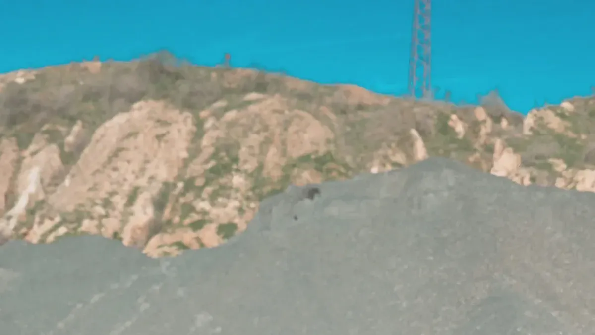 Dog Front Leg Brace Benefits