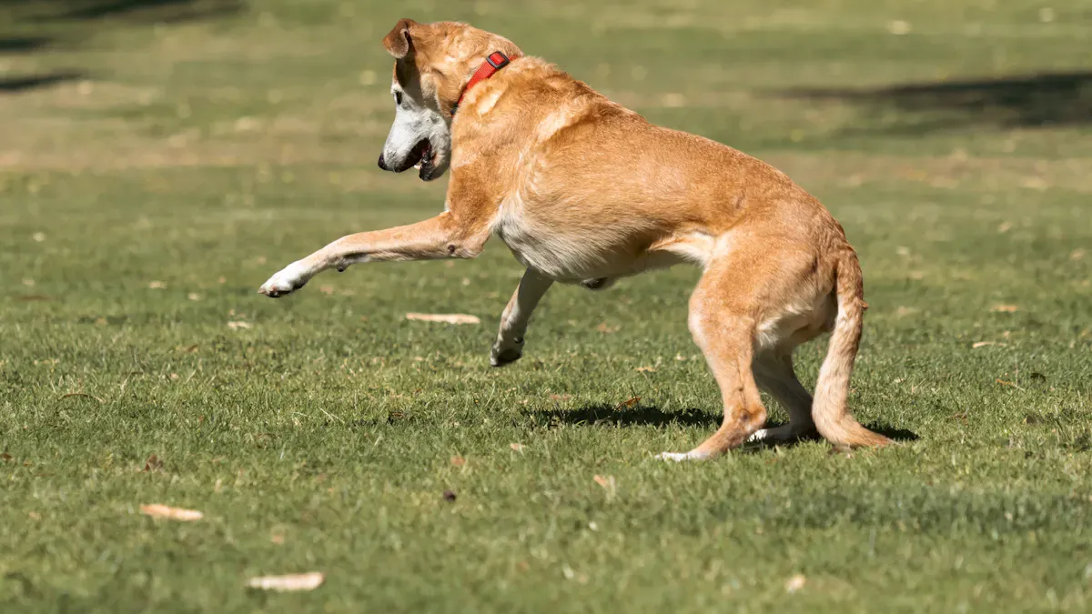 Fitting a Dog Knee Brace