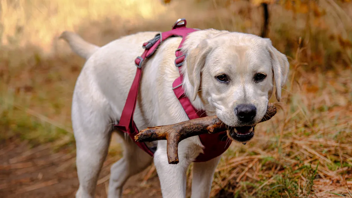 Dog Braces by Body Part