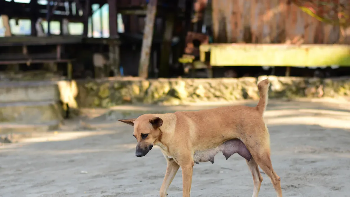 Arthritis Signs in Dog Hind Legs