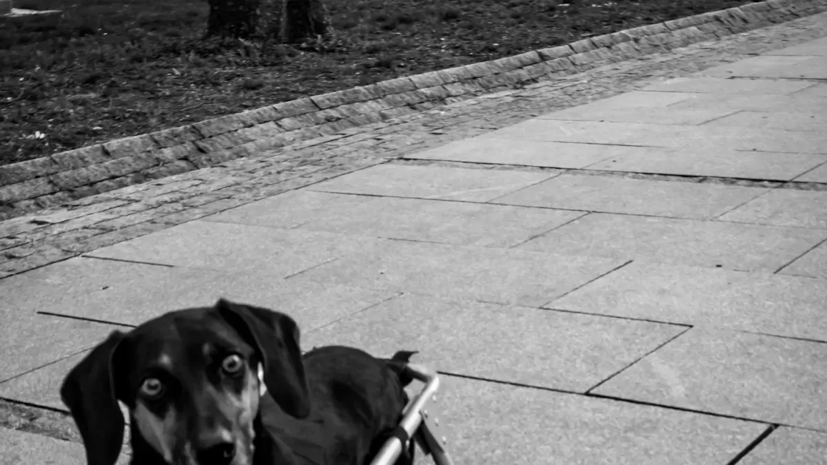 Types of Dog Front Leg Braces