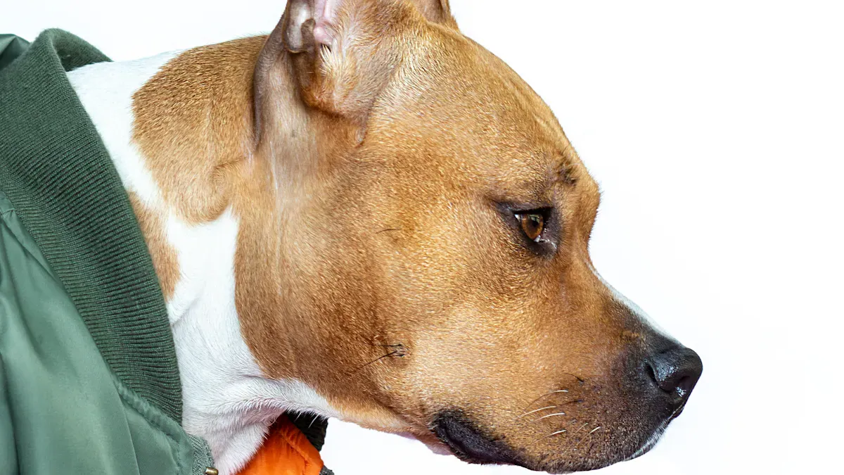 Dog Hip Brace Fit and Positioning