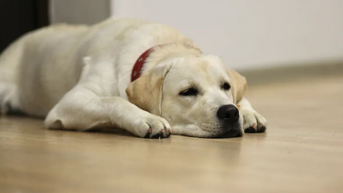 Daily Care for Dogs with Arthritis