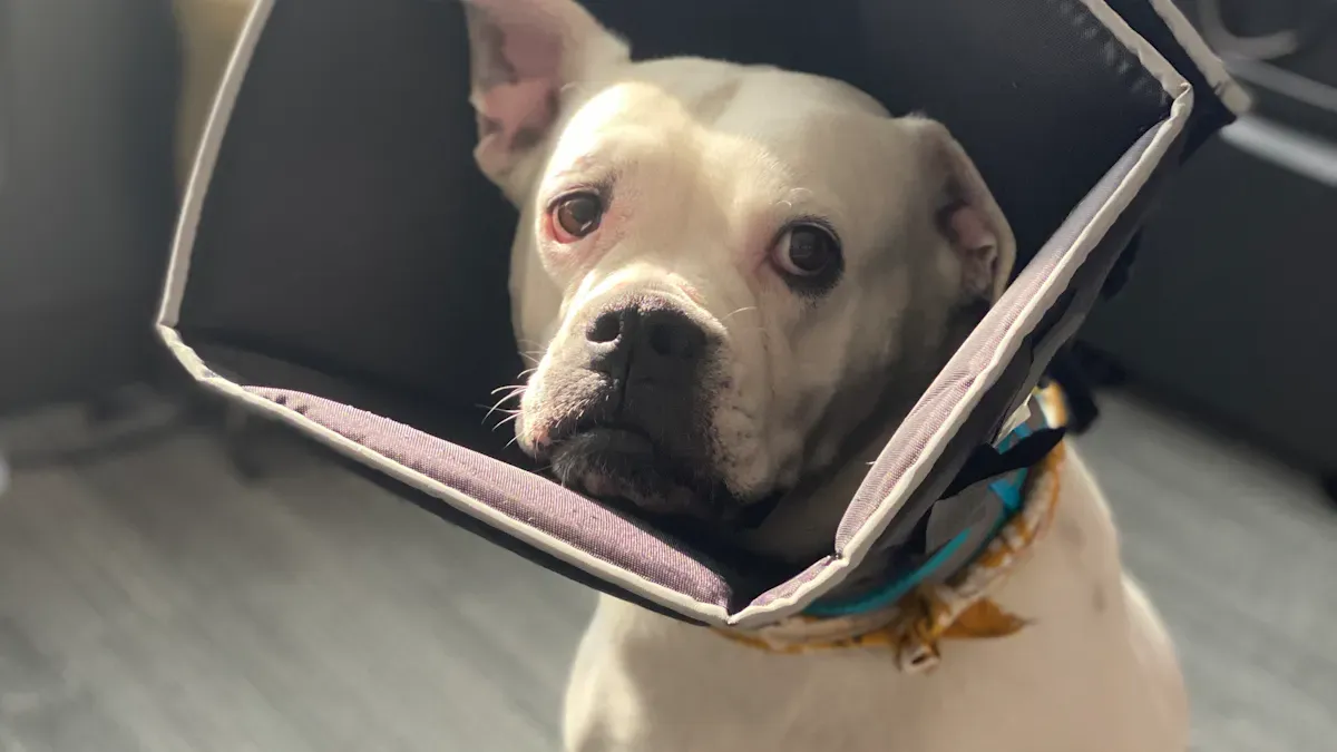 Dog Anti Lick Solution Types