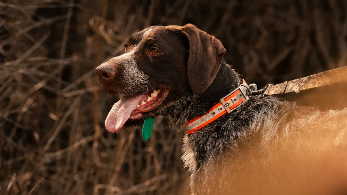 Fitting a Dog Neck Brace