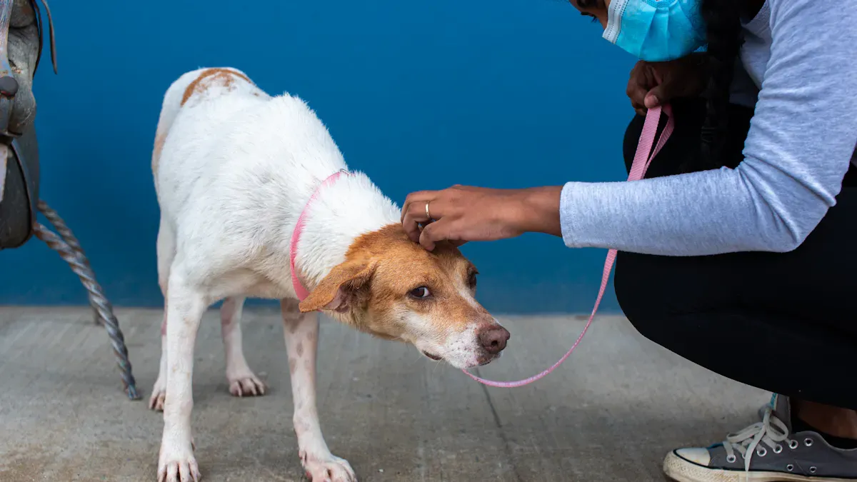Fitting a Carpal Hyperextension Dog Brace