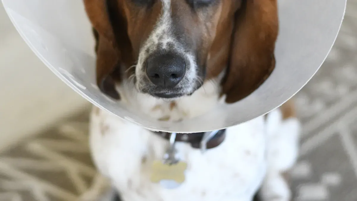 How to Choose the Right Dog Head Protector