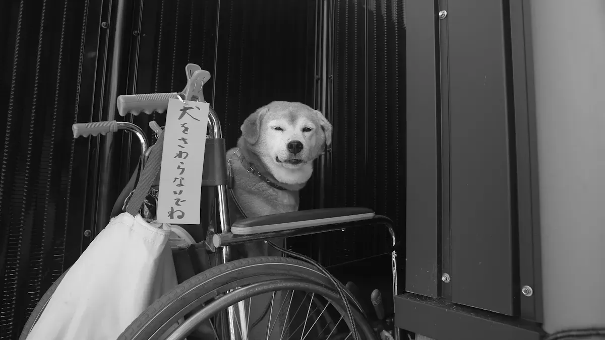 Types Of Dog Back Support Solutions