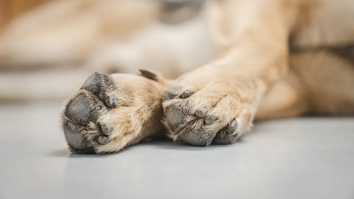 How a Dog Knuckling Brace Helps