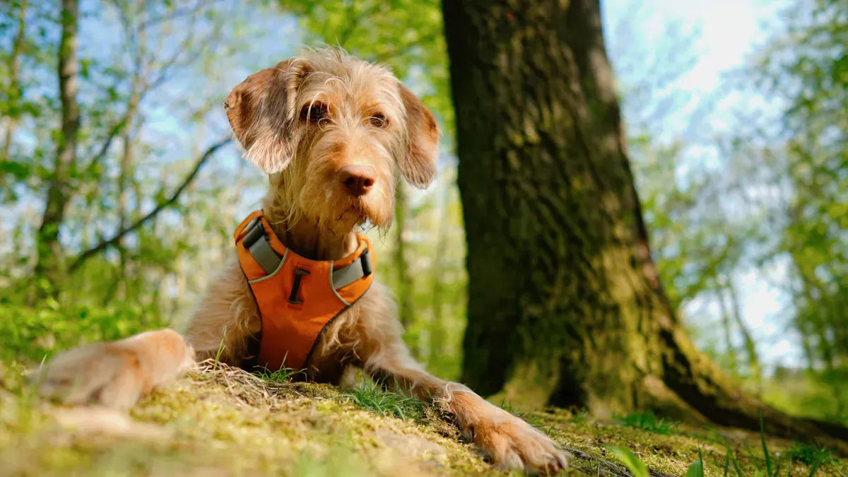 Types of Dog Lift Harnesses