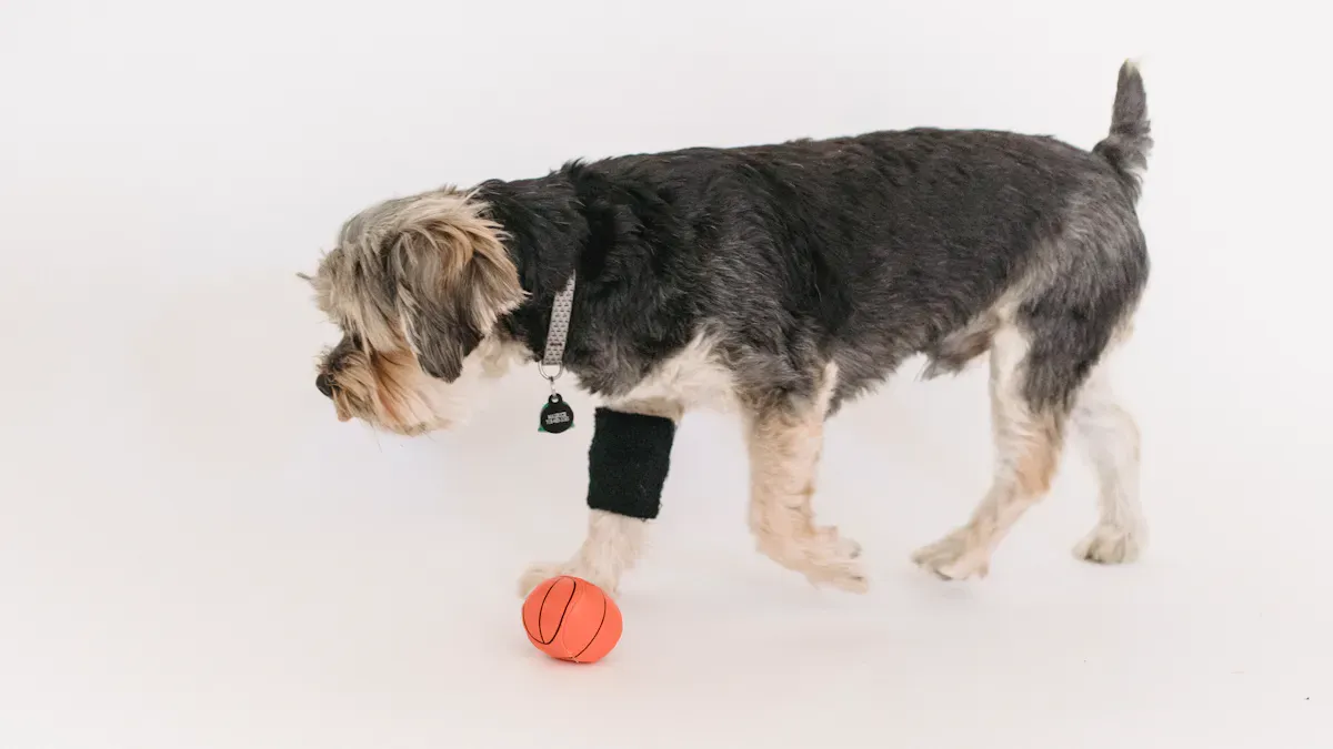 Dog Leg Braces: Types and Designs