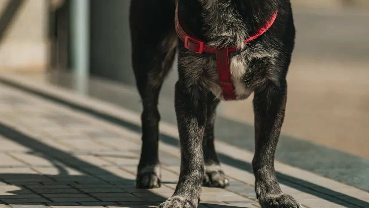 Choosing a Lift Harness for Dogs