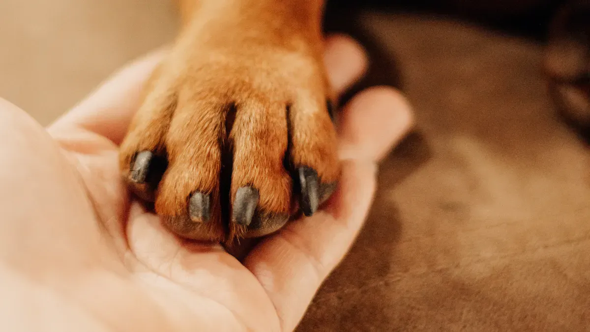 Dog Foot Brace for Knuckling: Purpose and Benefits