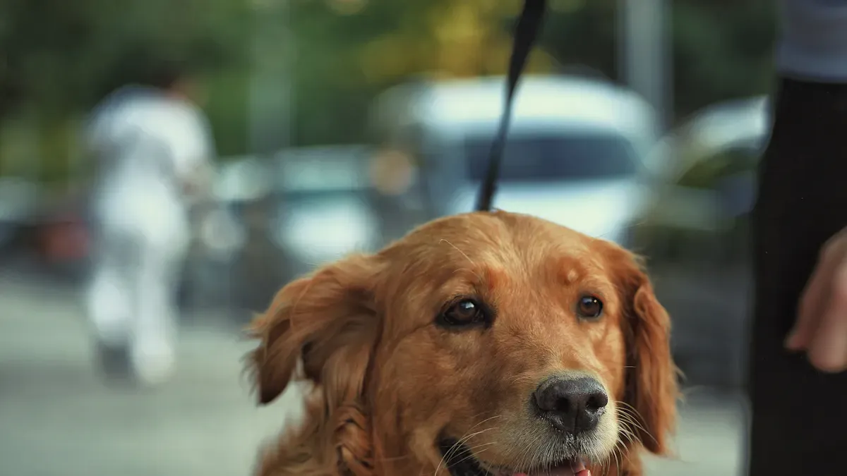 Dog Arthritis Brace by Joint