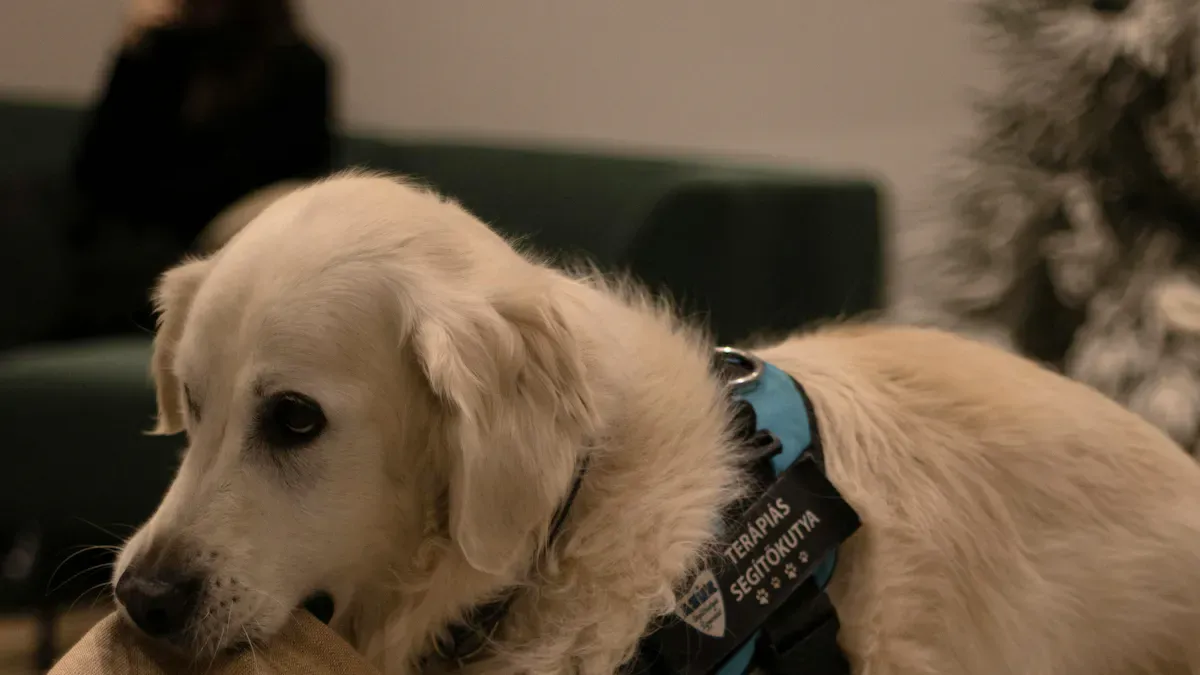 Dog Hip Support Solutions