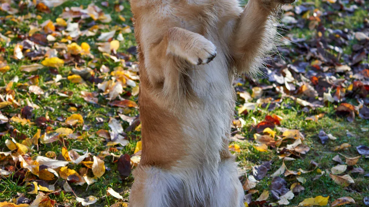 Signs Your Dog Needs Knee Support