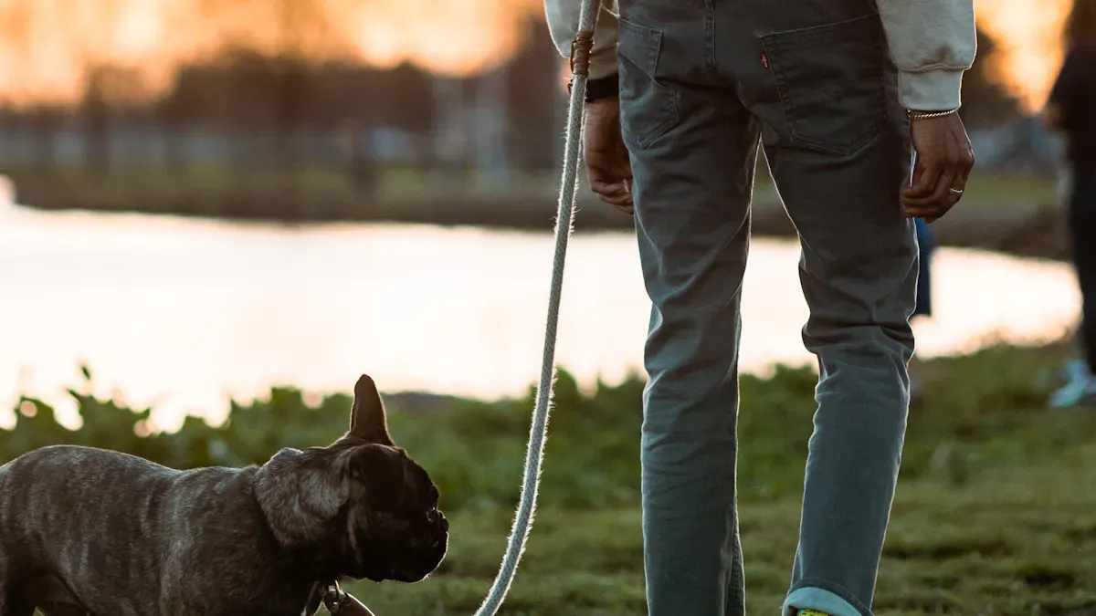 Main Types of Back Support for Dogs