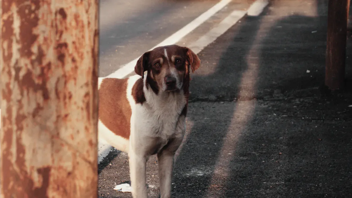 Signs Your Dog Needs Leg Support