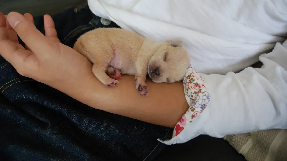 Main Types of Elbow Support for Dogs