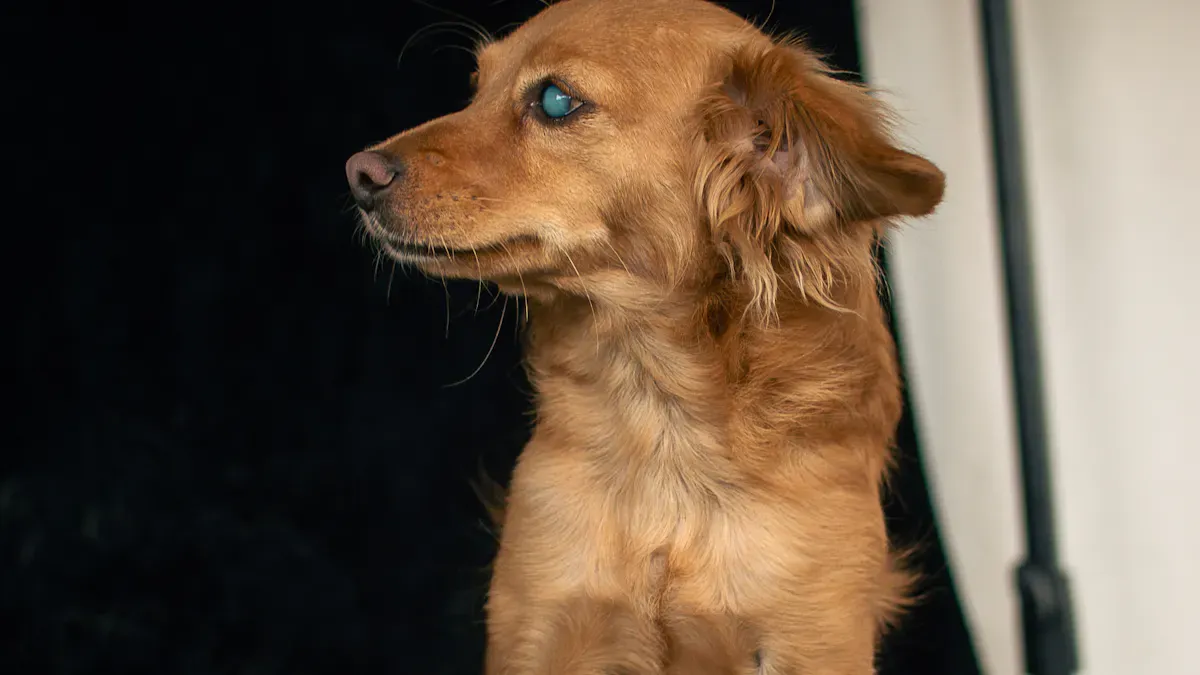 Dog Leg Brace Knee: What It Means