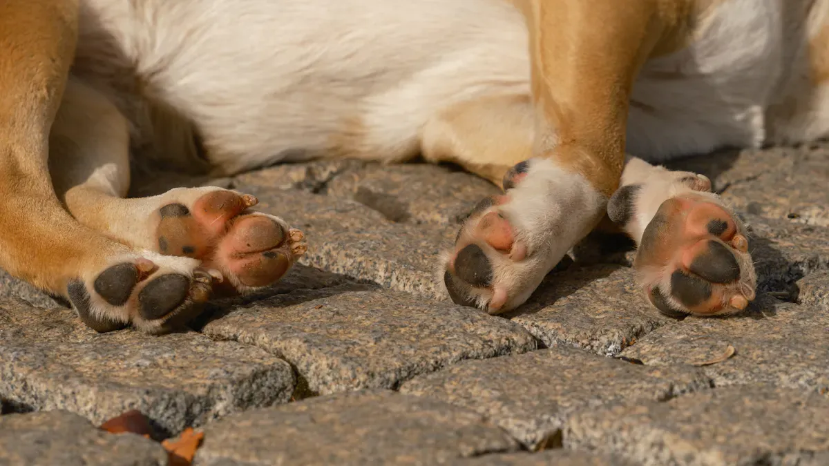 Types of Dog Leg Braces