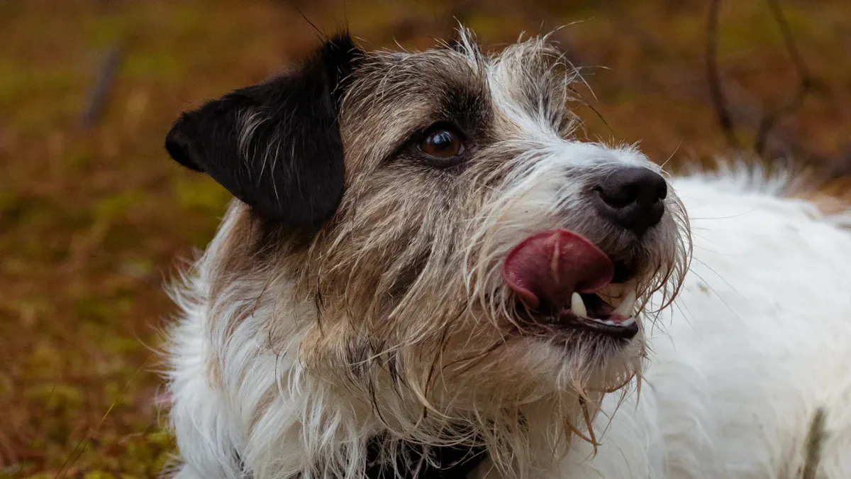 Types of Rear Lift Harnesses