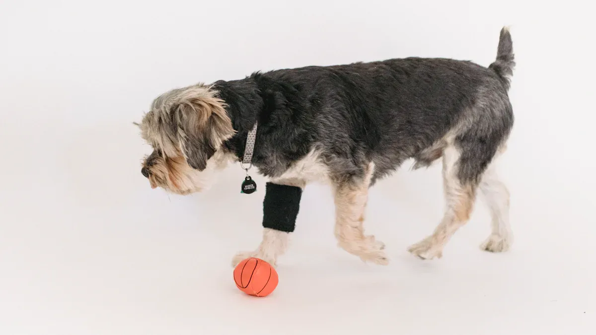 Measuring and Fitting a Dog ACL Brace