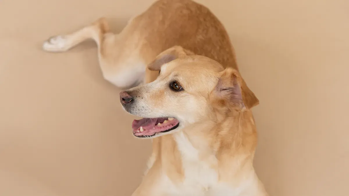 Dog Elbow Sleeve Fit & Measurement