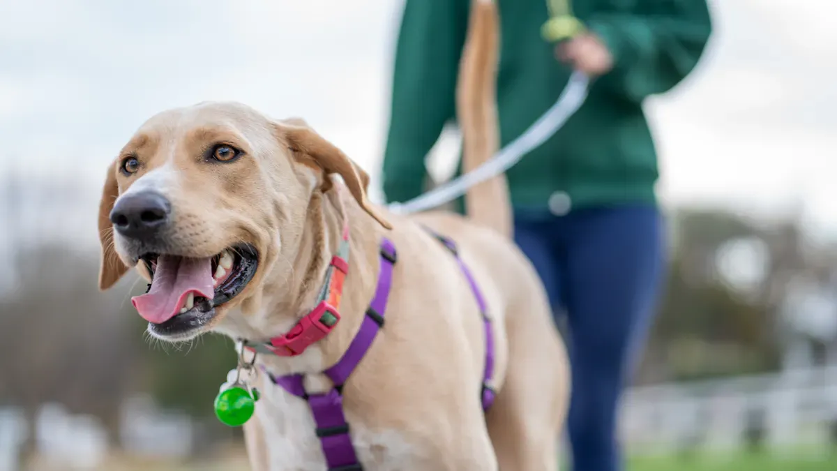 Types of Dog Rear Leg Braces