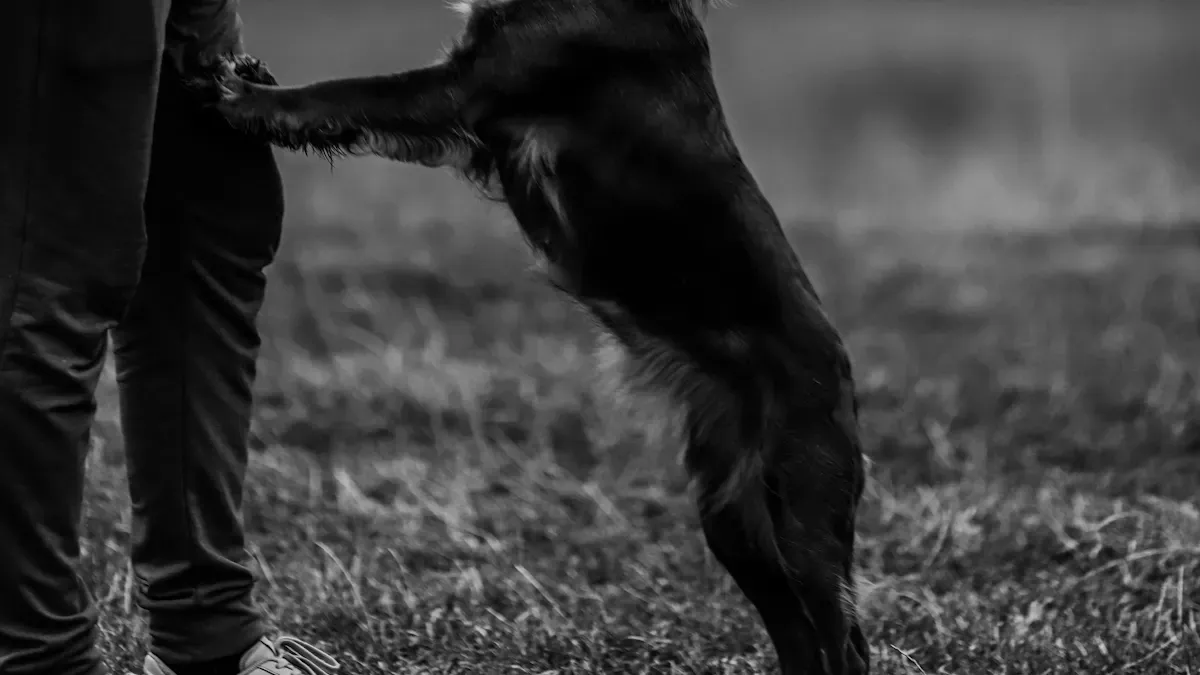 Main Types of Dog Sleeve Protection