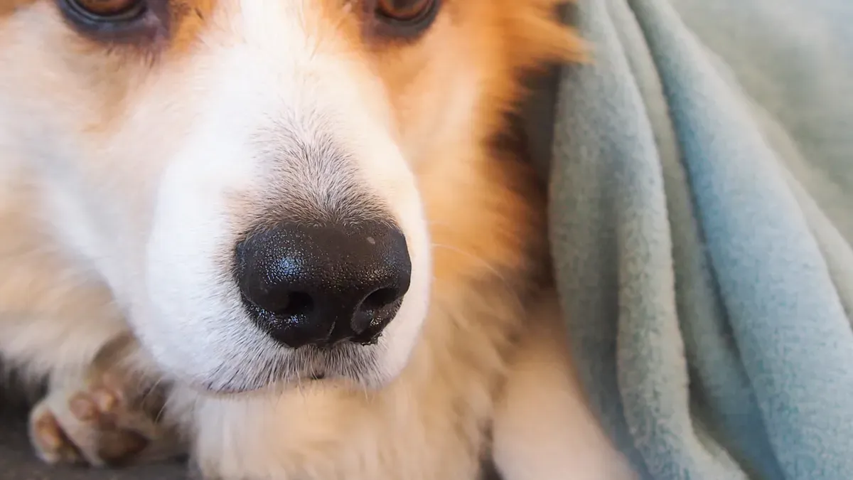 Choosing the Right Dog Head Cover