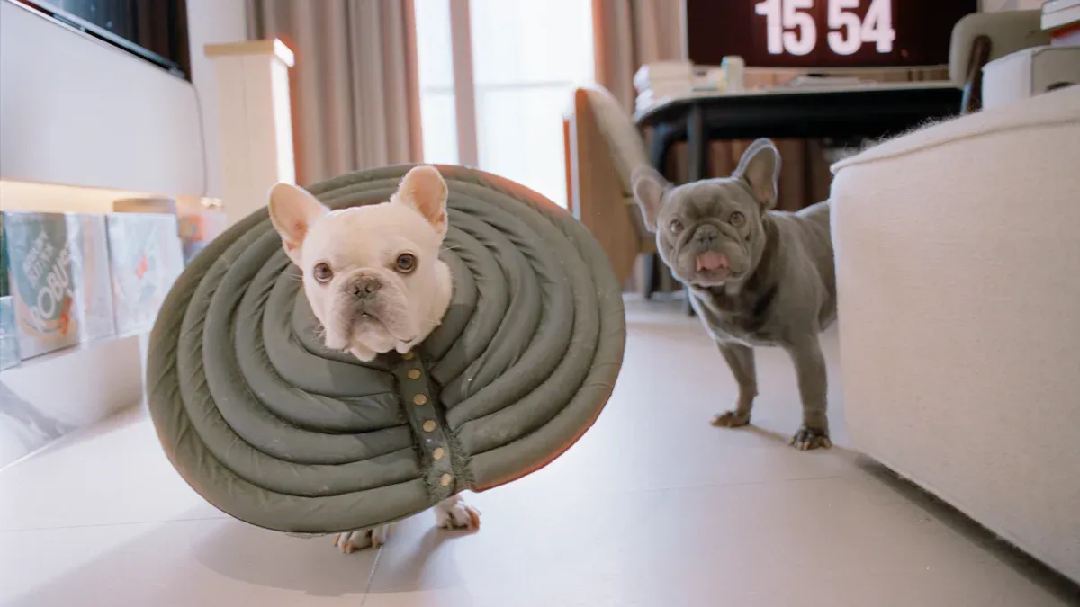 IVDD Dog Brace Benefits