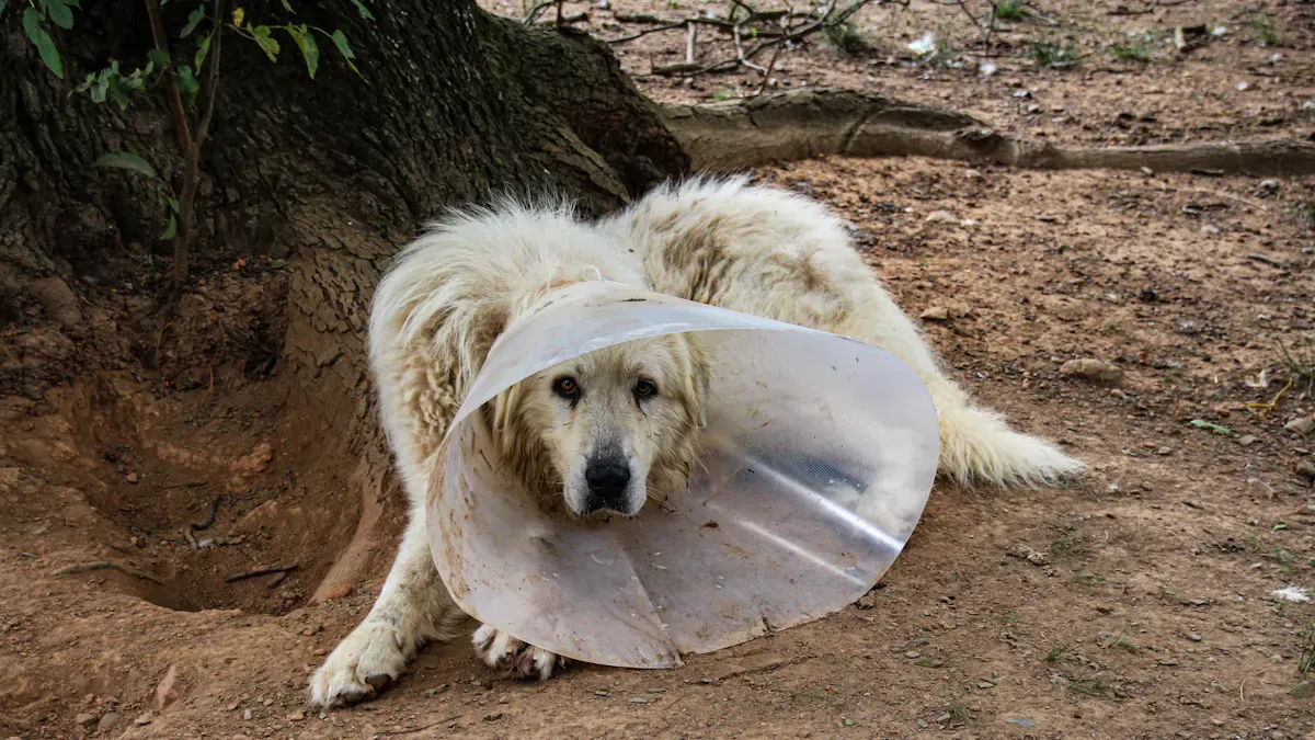 Choosing the Right Brace and Rehab Setup