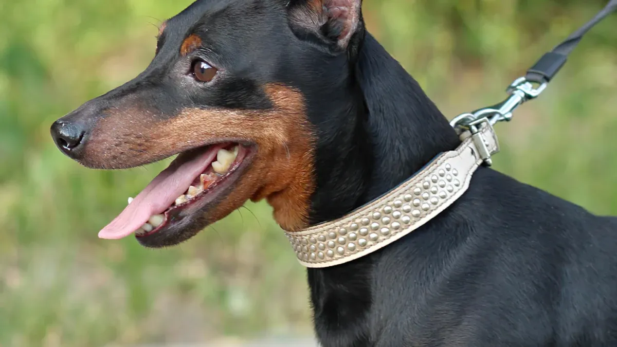 Main Types of Neck Support for Dogs