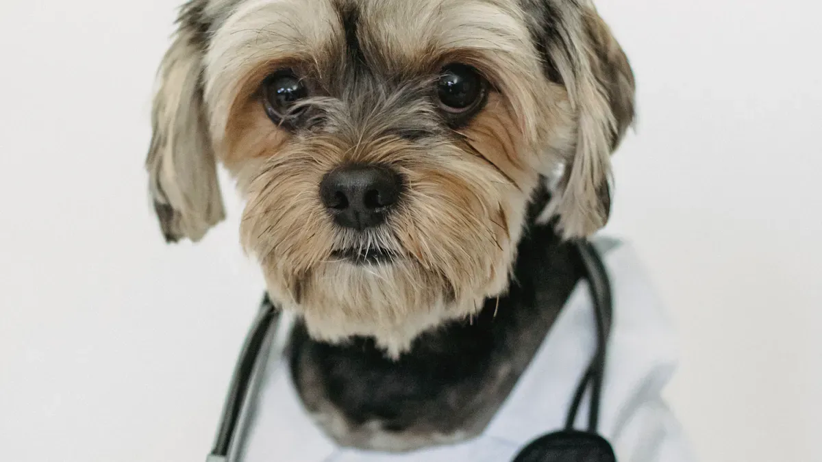 What Is a Dog Brace for Hip Dysplasia?