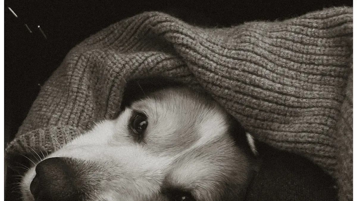 Choosing Dog Hip Support Products