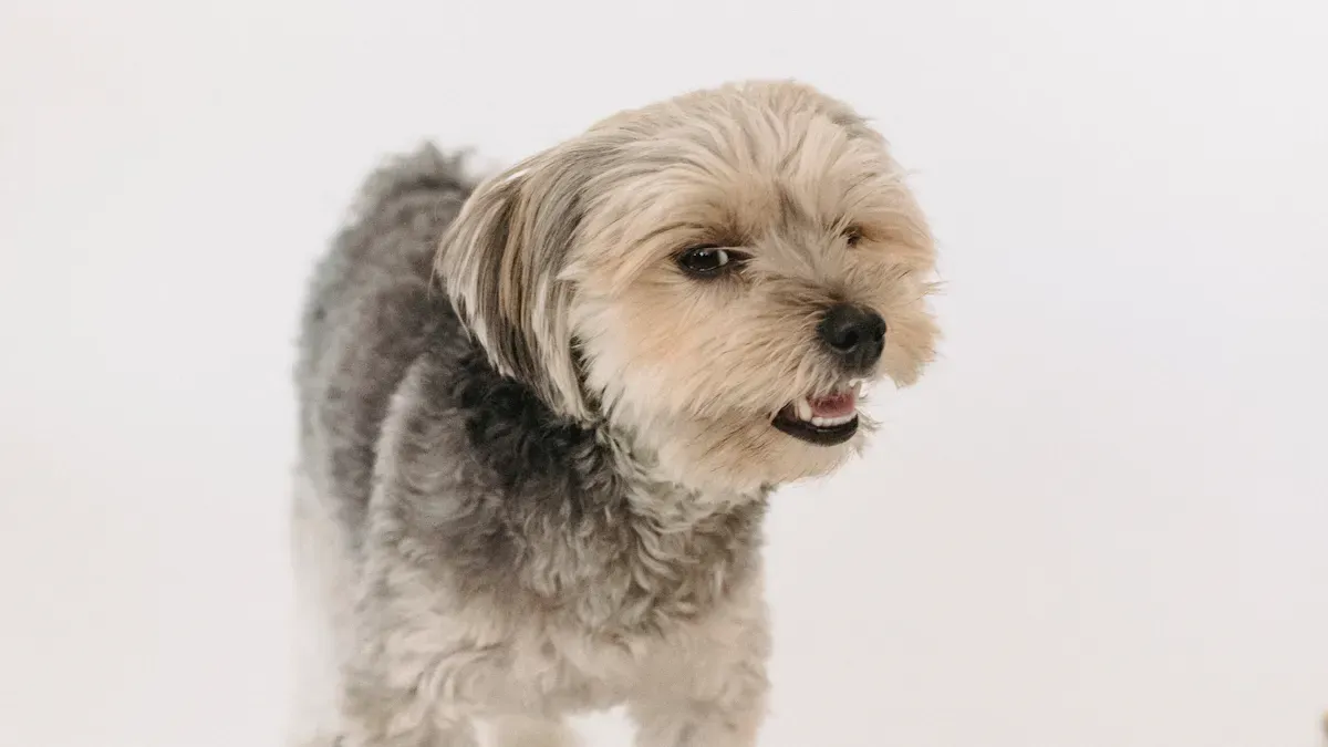 Dog Elbow Brace: Joint Support and Stability