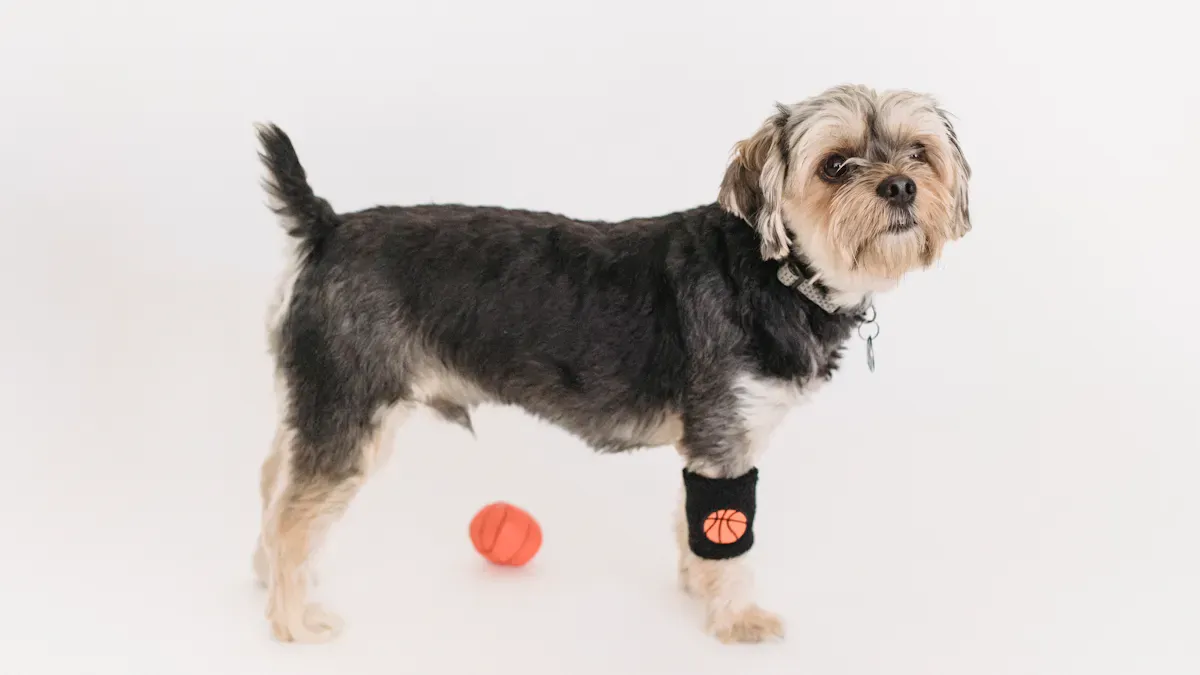 Choosing the Right Dog Brace and Support Path